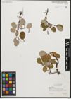 Foto von Salix reticulata L.
